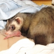 porod 5