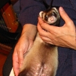 pt dn ped porodem 1