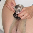 pt dn ped porodem 3
